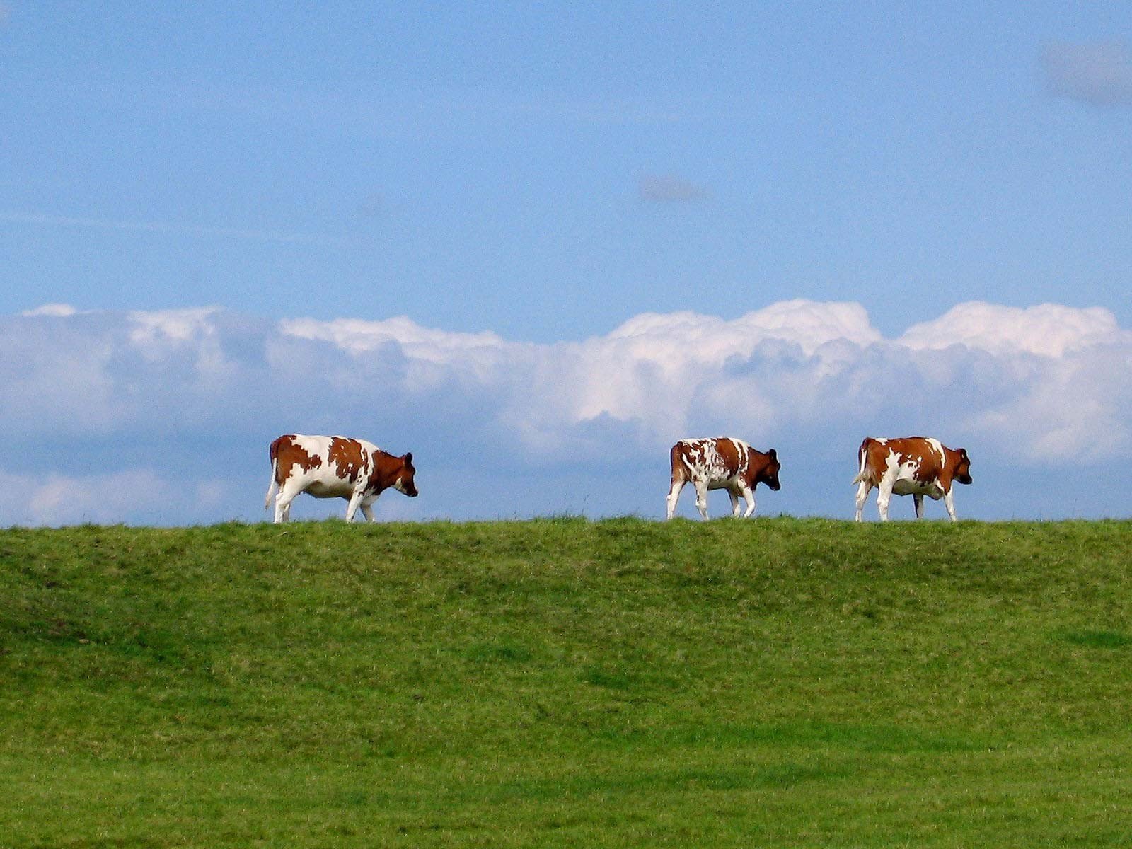 Itinéraire cyclable Acker-Biesland