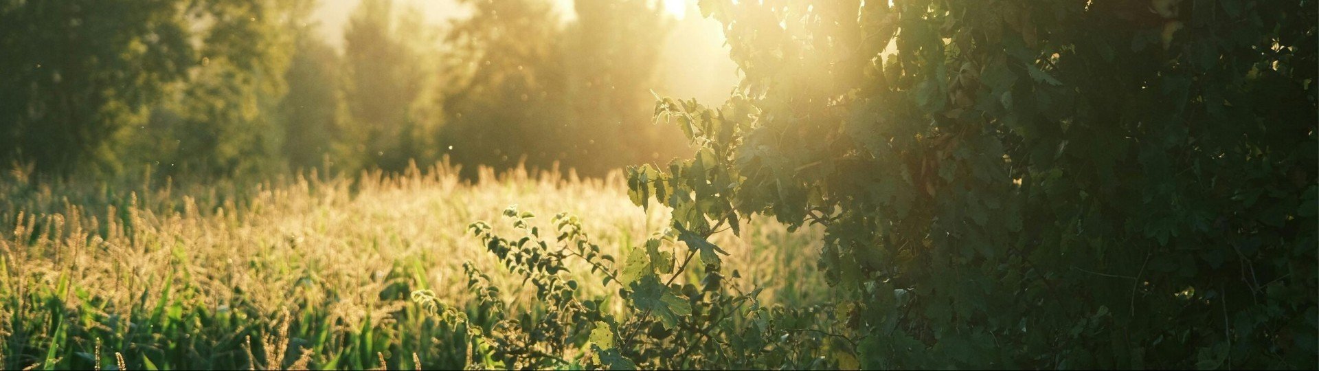 Natuur ontdekken delft